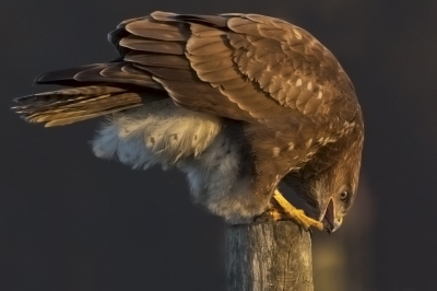 <i class='fa fa-user'></i>&nbsp;Kees van de Wege&nbsp;|   Buizerd&nbsp; <i class='fa fa-eye'>&nbsp;583</i> &nbsp;<i class='fa fa-thumbs-up'>&nbsp;6</i> &nbsp; <i class='fa fa-comment-o'>&nbsp;8</i>