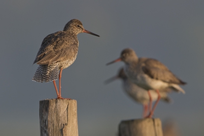 <i class='fa fa-user'></i>&nbsp;Kees van de Wege&nbsp;|   Tureluur&nbsp; <i class='fa fa-eye'>&nbsp;316</i> &nbsp; <i class='fa fa-comment-o'>&nbsp;4</i>