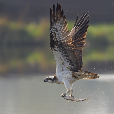 <i class='fa fa-user'></i>&nbsp;Johan G&nbsp;|   Visarend&nbsp; <i class='fa fa-eye'>&nbsp;806</i> &nbsp;<i class='fa fa-thumbs-up'>&nbsp;12</i> &nbsp; <i class='fa fa-comment-o'>&nbsp;14</i>