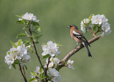 Zaterdag een paar uurtjes door de bloeiende boomgaarden van bevriende fruittelers gelopen, op zoek naar de puttertjes.

Daar kunnen we kort over zijn, die heb ik niet gezien.

Maar een mooi Vink mannetje in de appelbloesem misstaat natuurlijk ook niet.

Lumix DC-G9 + 100-400.

Uit de hand genomen.