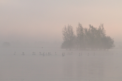 <i class='fa fa-user'></i>&nbsp;dick renes&nbsp;|   Knobbelzwaan&nbsp; <i class='fa fa-eye'>&nbsp;357</i> &nbsp;<i class='fa fa-thumbs-up'>&nbsp;7</i> &nbsp; <i class='fa fa-comment-o'>&nbsp;11</i>