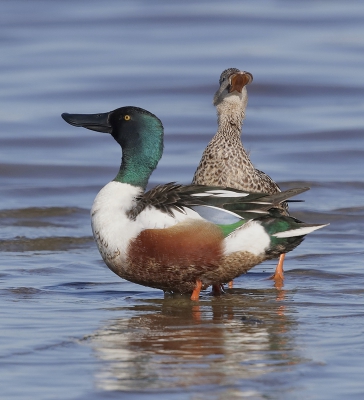 <i class='fa fa-user'></i>&nbsp;Ben Reitsma&nbsp;|   Slobeend&nbsp; <i class='fa fa-eye'>&nbsp;403</i> &nbsp; <i class='fa fa-comment-o'>&nbsp;3</i>