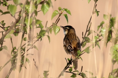 Mooi fotoweer vanochtend vroeg in de Alde Feanen. Er waren veel vogels te zien en te fotograferen, zoals de blauwborst, de snor, zwartkop en deze rietzanger. De rietzanger zat in een struikje tussen het riet, en ik had veel moeite om een foto te maken zonder riet voor de vogel. Maar uiteindelijke toch gelukt. De sfeer van de foto vind ik zelf wel fraai.