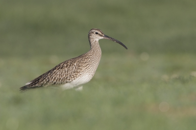 <i class='fa fa-user'></i>&nbsp;Kees van de Wege&nbsp;|   Regenwulp&nbsp; <i class='fa fa-eye'>&nbsp;273</i> &nbsp; <i class='fa fa-comment-o'>&nbsp;2</i>