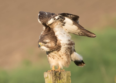 Prachtige Buizerd s'morgens om 6.45 uur gespot ,hij nam even de tijd voor mij