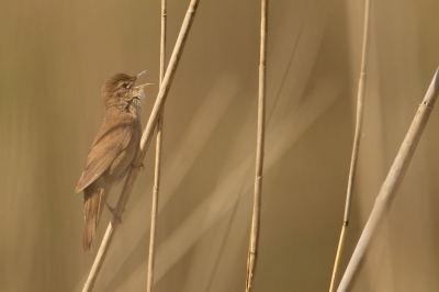 Zijn snorrend geluid verraadde waar hij zat.
Eerst erg verscholen in het riet maar na wat geduld kwam hij vrijer in beeld.