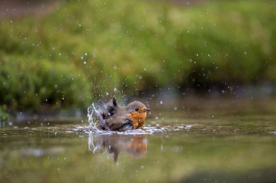 Spetter spatter spater, heerlijk in het water. Roodborstje nam een bad