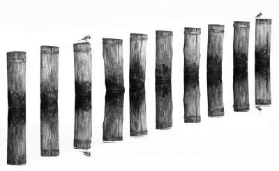 <i class='fa fa-user'></i>&nbsp;thijsglastra&nbsp;|   Witte Kwikstaart&nbsp; <i class='fa fa-eye'>&nbsp;784</i> &nbsp;<i class='fa fa-thumbs-up'>&nbsp;21</i> &nbsp; <i class='fa fa-comment-o'>&nbsp;27</i>