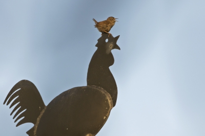 <i class='fa fa-user'></i>&nbsp;Kees van de Wege&nbsp;|   Winterkoning&nbsp; <i class='fa fa-eye'>&nbsp;399</i> &nbsp;<i class='fa fa-thumbs-up'>&nbsp;2</i> &nbsp; <i class='fa fa-comment-o'>&nbsp;9</i>