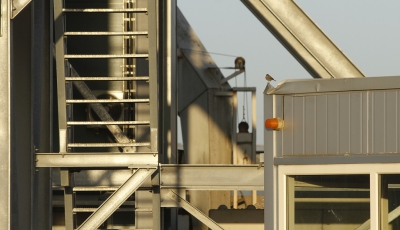 De betonfabriek in Leeuwarden lijkt na sluitingstijd uitgestorven,maar niets is minder waar; de zwarte roodstaart lijkt de boel te inspecteren en ontdekt de gevolgen van een bedrijfsongelukje....