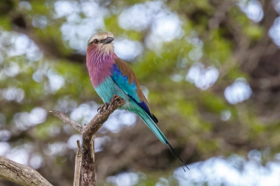 <i class='fa fa-user'></i>&nbsp;Louis56&nbsp;|   Vorkstaartscharrelaar&nbsp; <i class='fa fa-eye'>&nbsp;352</i> &nbsp; <i class='fa fa-comment-o'>&nbsp;1</i>