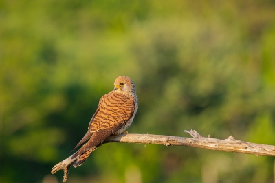 Very rare, unfortunately almost extinct, the beautiful lesser kestrel - in this photo the female.
Photo was taken early in the morning.