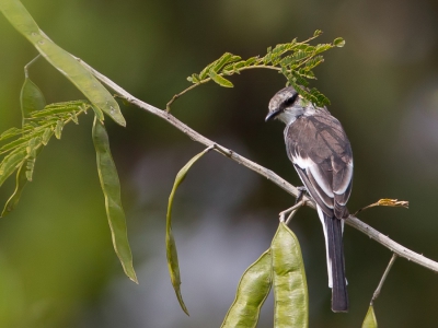 <i class='fa fa-user'></i>&nbsp;Paul van Giersbergen&nbsp;|   Witbuikmenievogel&nbsp; <i class='fa fa-eye'>&nbsp;212</i> &nbsp; <i class='fa fa-comment-o'>&nbsp;2</i>