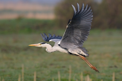 Met een bevriende vogelfotograaf die vertrouwd was in Zeeland op stap geweest. Op zoek naar blauwborstjes... Helaas niet gevonden maar deze prachtige blauwe reiger in het licht van de opkomende zon maakte veel goed.