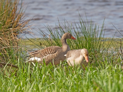 In Groene Jonker een proefopname gemaakt met een Sigma 150/600mm