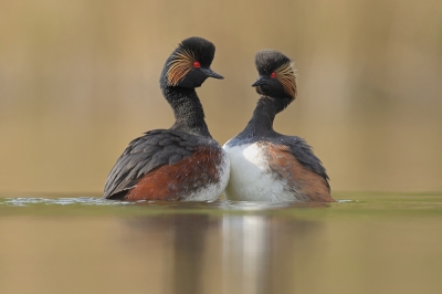 <i class='fa fa-user'></i>&nbsp;Johan G&nbsp;|   Geoorde Fuut&nbsp; <i class='fa fa-eye'>&nbsp;835</i> &nbsp;<i class='fa fa-thumbs-up'>&nbsp;27</i> &nbsp; <i class='fa fa-comment-o'>&nbsp;17</i>