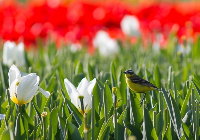 De drukste dagen met toeristen zijn voorbij en de boeren zijn hier en daar de tulpen aan het koppen. Dat maakt deze Gele Kwik niet veel uit.