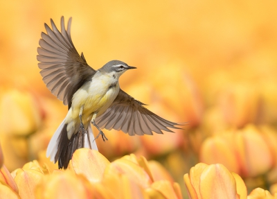 <i class='fa fa-user'></i>&nbsp;Wilfried Solarz&nbsp;|   Gele Kwikstaart&nbsp; <i class='fa fa-eye'>&nbsp;767</i> &nbsp;<i class='fa fa-thumbs-up'>&nbsp;24</i> &nbsp; <i class='fa fa-comment-o'>&nbsp;21</i>