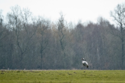 <i class='fa fa-user'></i>&nbsp;Gert-Jan Cromwijk&nbsp;|   Kraanvogel&nbsp; <i class='fa fa-eye'>&nbsp;220</i> &nbsp;<i class='fa fa-thumbs-up'>&nbsp;7</i> &nbsp; <i class='fa fa-comment-o'>&nbsp;12</i>