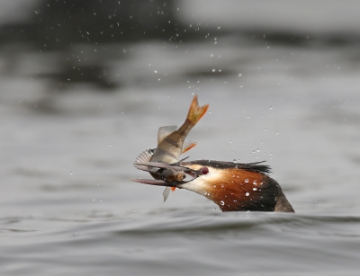 <i class='fa fa-user'></i>&nbsp;thijsglastra&nbsp;|   Fuut&nbsp; <i class='fa fa-eye'>&nbsp;394</i> &nbsp;<i class='fa fa-thumbs-up'>&nbsp;17</i> &nbsp; <i class='fa fa-comment-o'>&nbsp;17</i>