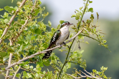 <i class='fa fa-user'></i>&nbsp;Louis56&nbsp;|   Diederikkoekoek&nbsp; <i class='fa fa-eye'>&nbsp;305</i> &nbsp; <i class='fa fa-comment-o'>&nbsp;3</i>