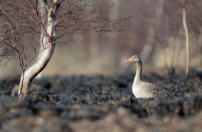 <i class='fa fa-user'></i>&nbsp;Oscar Berkers&nbsp;|   Grauwe Gans&nbsp; <i class='fa fa-eye'>&nbsp;280</i> &nbsp; <i class='fa fa-comment-o'>&nbsp;5</i>