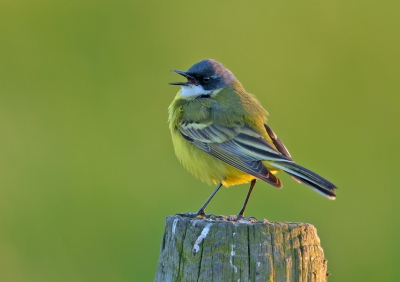 <i class='fa fa-user'></i>&nbsp;Jakob Keun&nbsp;|   Witkeelkwikstaart&nbsp; <i class='fa fa-eye'>&nbsp;624</i> &nbsp;<i class='fa fa-thumbs-up'>&nbsp;9</i> &nbsp; <i class='fa fa-comment-o'>&nbsp;14</i>