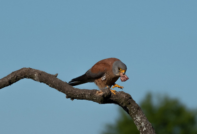 And here is the male representative of the rare lesser kestrel species, having his breakfast.
Photo was taken early in the morning.