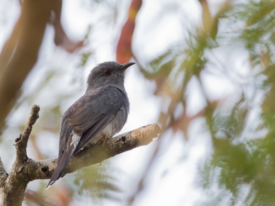 <i class='fa fa-user'></i>&nbsp;Paul van Giersbergen&nbsp;|   Grijsbuik-Piet-van-Vliet&nbsp; <i class='fa fa-eye'>&nbsp;234</i> &nbsp; <i class='fa fa-comment-o'>&nbsp;3</i>