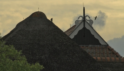 <i class='fa fa-user'></i>&nbsp;Fons Hoiting&nbsp;|   Sperwer&nbsp; <i class='fa fa-eye'>&nbsp;448</i> &nbsp;<i class='fa fa-thumbs-up'>&nbsp;1</i> &nbsp; <i class='fa fa-comment-o'>&nbsp;8</i>