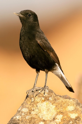 <i class='fa fa-user'></i>&nbsp;Pieter&nbsp;|   Zwarte Tapuit&nbsp; <i class='fa fa-eye'>&nbsp;341</i> &nbsp; <i class='fa fa-comment-o'>&nbsp;3</i>