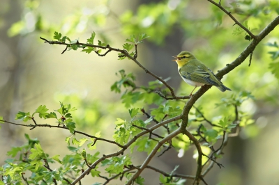 <i class='fa fa-user'></i>&nbsp;Frank Kremer&nbsp;|   Fluiter&nbsp; <i class='fa fa-eye'>&nbsp;629</i> &nbsp;<i class='fa fa-thumbs-up'>&nbsp;26</i> &nbsp; <i class='fa fa-comment-o'>&nbsp;19</i>