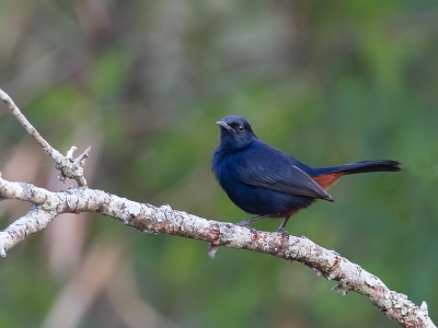<i class='fa fa-user'></i>&nbsp;Paul van Giersbergen&nbsp;|   Indisch Paapje&nbsp; <i class='fa fa-eye'>&nbsp;229</i> &nbsp; <i class='fa fa-comment-o'>&nbsp;1</i>