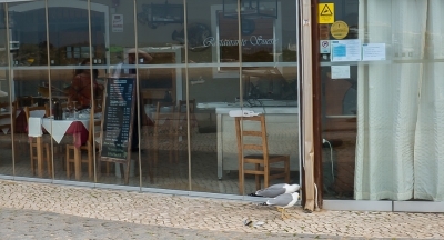 <i class='fa fa-user'></i>&nbsp;arnold merckx&nbsp;|   Geelpootmeeuw&nbsp; <i class='fa fa-eye'>&nbsp;381</i> &nbsp;<i class='fa fa-thumbs-up'>&nbsp;4</i> &nbsp; <i class='fa fa-comment-o'>&nbsp;9</i>