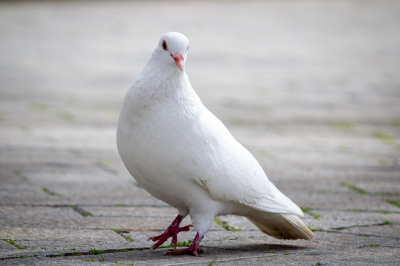 Witte duif in Sevilla. 

Canon 1200D + Canon EF-S 55-250mm f/4-5.6 IS STM. 

250mm f/8 1/1600 Belichtingscompensatie +1-stap
