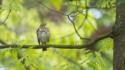 <i class='fa fa-user'></i>&nbsp;Gert-Jan Cromwijk&nbsp;|   Zanglijster&nbsp; <i class='fa fa-eye'>&nbsp;356</i> &nbsp;<i class='fa fa-thumbs-up'>&nbsp;2</i> &nbsp; <i class='fa fa-comment-o'>&nbsp;7</i>