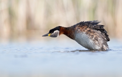 <i class='fa fa-user'></i>&nbsp;Bouke Atema&nbsp;|   Roodhalsfuut&nbsp; <i class='fa fa-eye'>&nbsp;524</i> &nbsp;<i class='fa fa-thumbs-up'>&nbsp;7</i> &nbsp; <i class='fa fa-comment-o'>&nbsp;8</i>