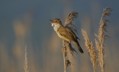 <i class='fa fa-user'></i>&nbsp;Leo Tukker&nbsp;|   Grote Karekiet&nbsp; <i class='fa fa-eye'>&nbsp;427</i> &nbsp;<i class='fa fa-thumbs-up'>&nbsp;8</i> &nbsp; <i class='fa fa-comment-o'>&nbsp;11</i>