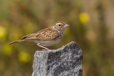 <i class='fa fa-user'></i>&nbsp;Paul van Giersbergen&nbsp;|   Roodvleugelleeuwerik&nbsp; <i class='fa fa-eye'>&nbsp;221</i> &nbsp; <i class='fa fa-comment-o'>&nbsp;0</i>
