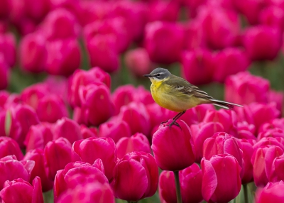 Deze uit tropisch Afrika overgevlogen gele kwikstaart koos een tulp als uitkijkpost.