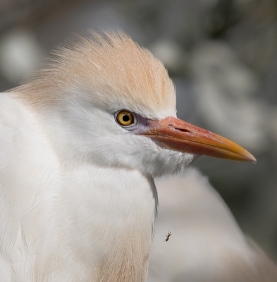 <i class='fa fa-user'></i>&nbsp;loek van de Leur&nbsp;|   Koereiger&nbsp; <i class='fa fa-eye'>&nbsp;337</i> &nbsp;<i class='fa fa-thumbs-up'>&nbsp;2</i> &nbsp; <i class='fa fa-comment-o'>&nbsp;9</i>