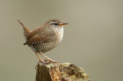 <i class='fa fa-user'></i>&nbsp;Frank Kremer&nbsp;|   Winterkoning&nbsp; <i class='fa fa-eye'>&nbsp;417</i> &nbsp;<i class='fa fa-thumbs-up'>&nbsp;2</i> &nbsp; <i class='fa fa-comment-o'>&nbsp;11</i>