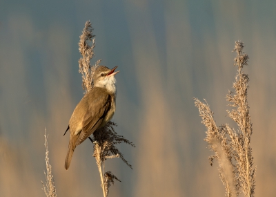 <i class='fa fa-user'></i>&nbsp;Kees Kroon&nbsp;|   Grote Karekiet&nbsp; <i class='fa fa-eye'>&nbsp;538</i> &nbsp;<i class='fa fa-thumbs-up'>&nbsp;16</i> &nbsp; <i class='fa fa-comment-o'>&nbsp;17</i>