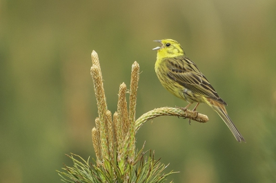 <i class='fa fa-user'></i>&nbsp;Rene Sluimer&nbsp;|   Geelgors&nbsp; <i class='fa fa-eye'>&nbsp;605</i> &nbsp;<i class='fa fa-thumbs-up'>&nbsp;10</i> &nbsp; <i class='fa fa-comment-o'>&nbsp;14</i>