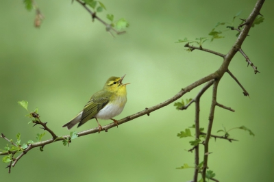 <i class='fa fa-user'></i>&nbsp;Frank Kremer&nbsp;|   Fluiter&nbsp; <i class='fa fa-eye'>&nbsp;726</i> &nbsp;<i class='fa fa-thumbs-up'>&nbsp;26</i> &nbsp; <i class='fa fa-comment-o'>&nbsp;16</i>