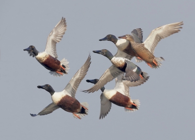 <i class='fa fa-user'></i>&nbsp;Ben Reitsma&nbsp;|   Slobeend&nbsp; <i class='fa fa-eye'>&nbsp;501</i> &nbsp;<i class='fa fa-thumbs-up'>&nbsp;8</i> &nbsp; <i class='fa fa-comment-o'>&nbsp;13</i>