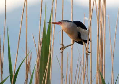 <i class='fa fa-user'></i>&nbsp;Kees Kroon&nbsp;|   Woudaap&nbsp; <i class='fa fa-eye'>&nbsp;599</i> &nbsp;<i class='fa fa-thumbs-up'>&nbsp;4</i> &nbsp; <i class='fa fa-comment-o'>&nbsp;18</i>