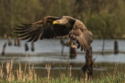 Captured in the small fish pond hide in Somogyfajsz. The eagle caught a half-eaten-fish left there by an otter