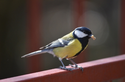 De kleintjes zijn uit het ei dus vaders heeft het er maar druk mee.