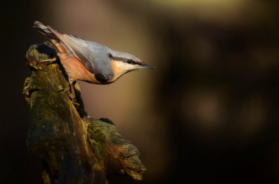 Tijdje geleden in de hut gezeten was erg druk met vogels, dus een goeie dag gehad en veel foto's kunnen maken. Voor mij de eerste keer in zo'n hut! Had bij deze foto erg mooi licht en deze leek me wel leuk om te plaatsen.
Hoop dat hij er nh wel door komt.